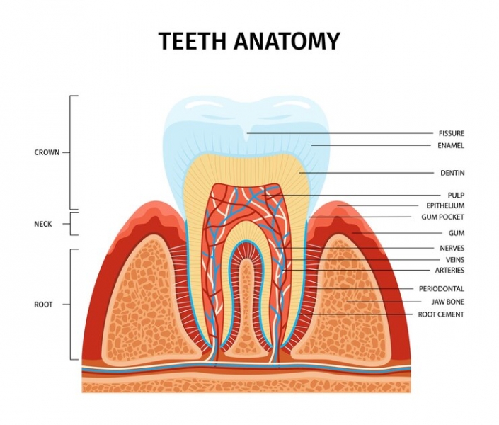 Tooth 